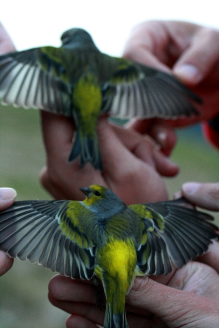 Citril finch - Carduelis citrinella - Verdern serrano - Llucareta - Venturon Montagnard