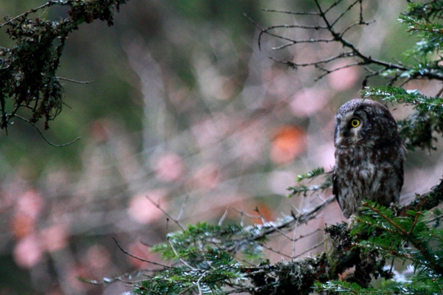 Tengmalns Owl - Aegolius funereus - Lechuza de Tengmalm - Mussol Pirinenc - Miloca - Chouette de Tegmalm - Raufusskauz