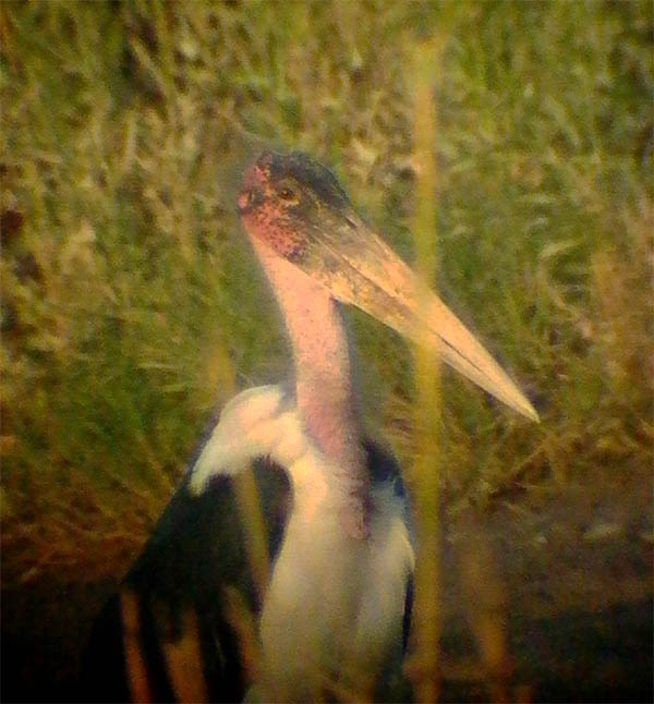 Marabou Stork - Leptoptilos crumeniferus - Doana (Andaluca) - 13th of August 2005 - Marab