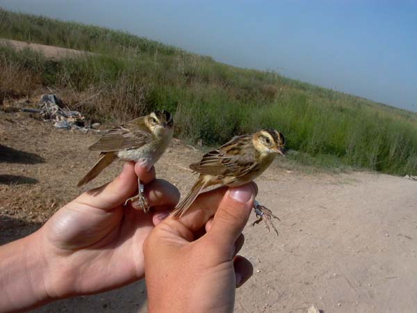 Comparison of Aquatic and Sedge Warblers - Acrocephalus schoenobaenus versus Ac. paludicola -  Carricern comn y cejudo