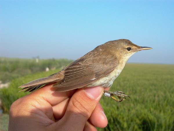 Doana Reed Warblers - Acrocephalus scirpaceus - Rrsanger - Carricero comn - Boscarla de canyar