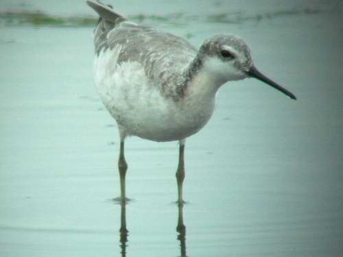 Wilsons Phalarope - Phalaropus tricolor - Ebro Delta - 15th April 2006