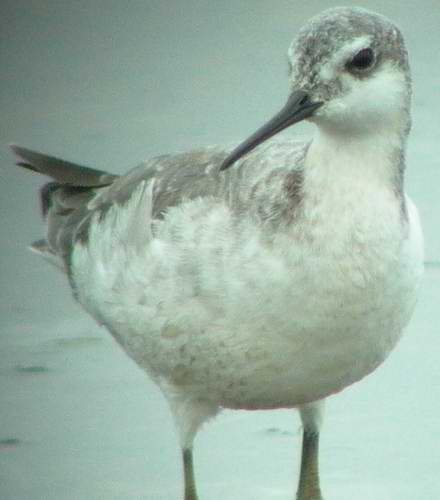 Wilsons Phalarope - Phalaropus tricolor - Ebro Delta - 15th April 2006
