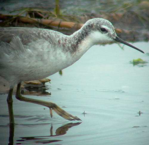 Wilsons Phalarope - Phalaropus tricolor - Ebro Delta - 15th April 2006