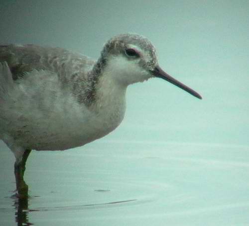 Wilsons Phalarope - Phalaropus tricolor - Ebro Delta - 15th April 2006