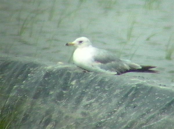 Ring-billed Gull - Larus delawarensis - Ebro Delta (Catalonia) - 30th of June 2005