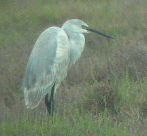 Presumed Hybrid of Reef Egret x Little Egret - Egretta gularis x E. garcetta - Ebro Delta (Catalonia) - Bird still present