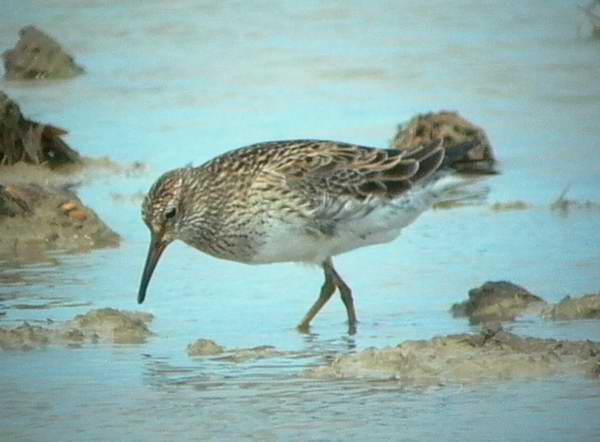 Pectoral Sandpiper - Calidris melanotos- Correlimos pectoral - Territ pectoral - Illa de Riu, Ebro Delta - 27th May 2006