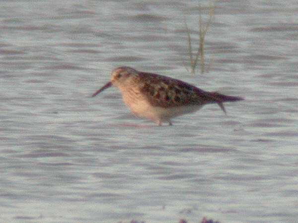 White-rumped Sandpiper  - Calidris fuscicollis - Illa de Riu/Serrallo, Ebro Delta - 28th May 2006