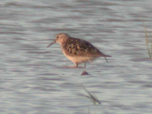 White-rumped Sandpiper  - Calidris fuscicollis - Illa de Riu/Serrallo, Ebro Delta - 28th May 2006