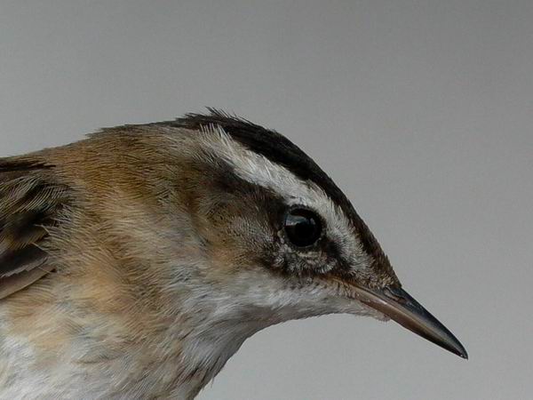 Moustached Warbler - Acrocephalus melanopogon - Carricern real - Boscarla Mostatxuda - Tamarisksanger