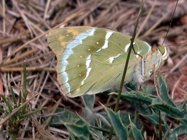 Cardinal - Argynnis pandora