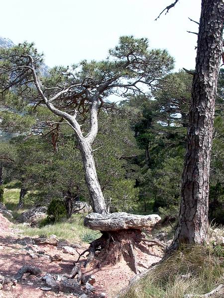 Erosion and a lucky pine - Lerosin y un pino con suerte