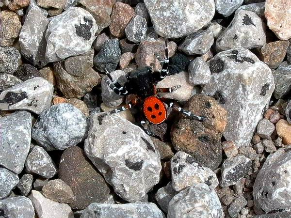 A beautiful male Eresus niger