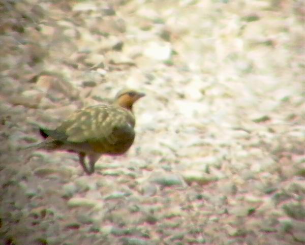 Pin-tailed Sandgrouse - Pterocles alchata - Ganga - Spidshalet Sandhne