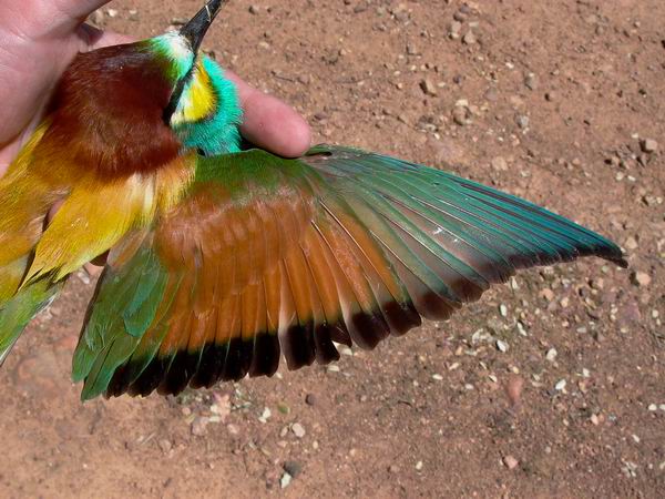 Bee-eater - Merops apiaster - Abejaruco - Abellarol