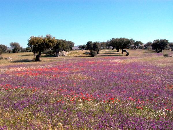 Flowers in the dehesa forest - Flores en la dehesa extremea - Flors a la dehesa extremea