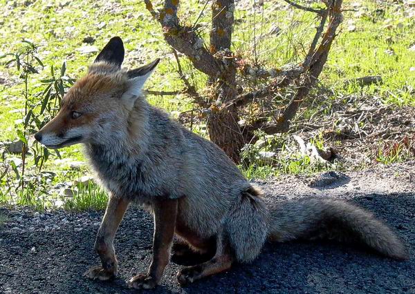 Red Fox - Vulpes vulpes  - Zorro - Guineu