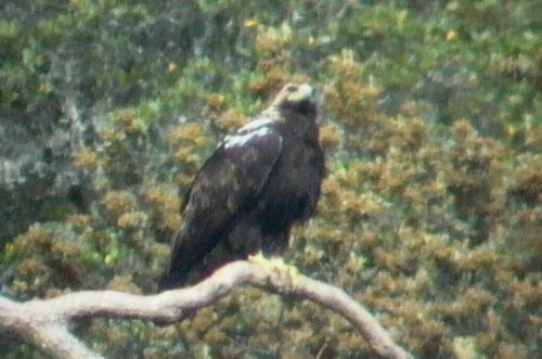 Adult Spanish Imperial Eagle - Aquila adalberti - Aguila Imperial Ibrica - guila Imperial Ibrica