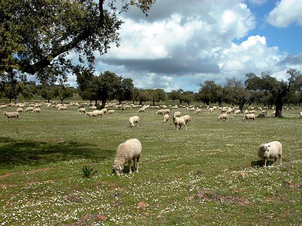 Sheep in a green dehesa - Ovejas en la dehesa extremea