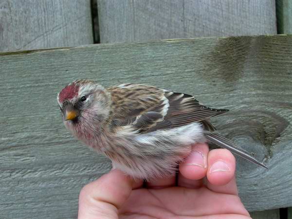 Redpoll - Grsisken - Carduelis flammea flammea - Pardillo sizern - Passarell golanegre