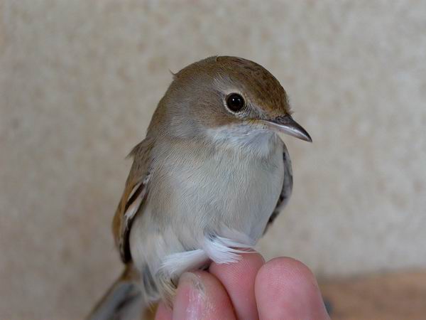 Common Whitethroat - Sylvia communis - Curruca zarcera - Tallareta Vulgar