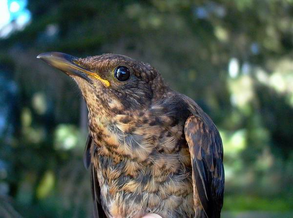 Blackbird - Turdus merula - Mirlo - Merla