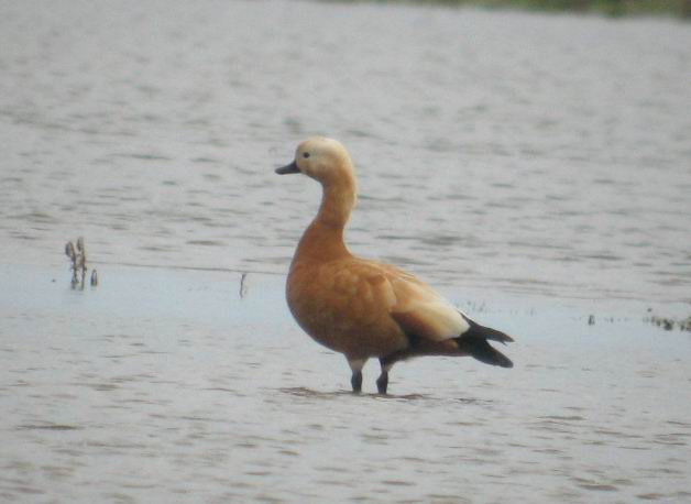 Ruddy Shelduck - Tadorna ferruginea - Tarro Canelo - nec Canyella