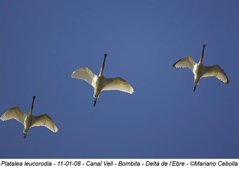 Spoonbill - Platalea leucorodia - Esptula - Bec-planer