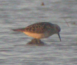 White-rumped Sandpiper - Calidris fuscicollis - Illa de Riu/Serrallo, Ebro Delta - 28th May 2006