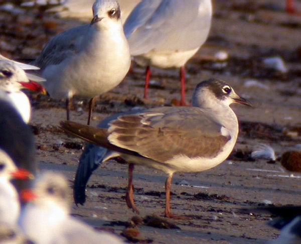 Franklins Gull - Larus pipixcan - Gaviota Pipizcan - Gavina de Franklin