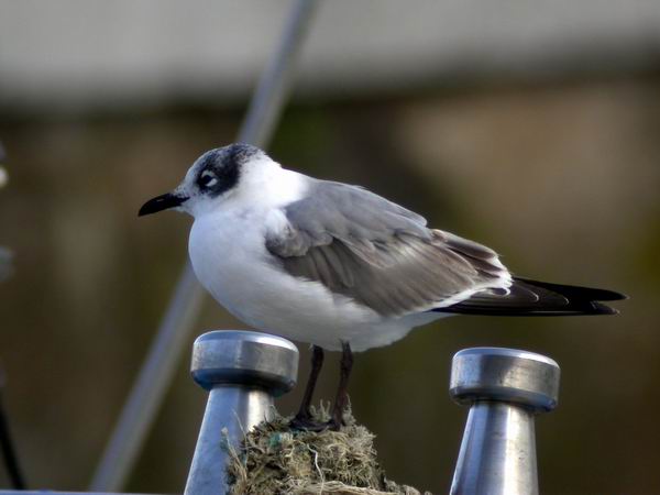 Franklins Gull - Larus pipixcan - Gaviota Pipizcan - Gavina de Franklin