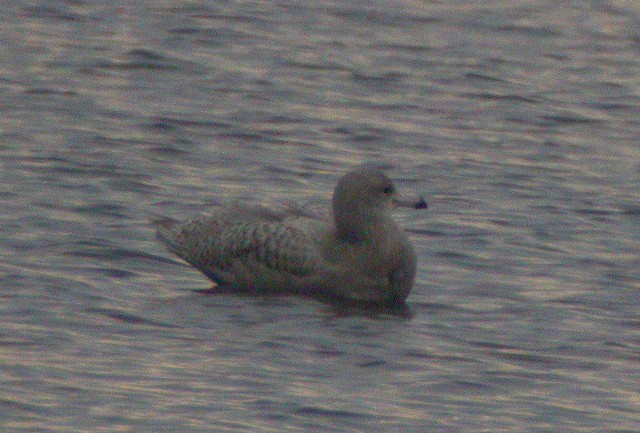 Glaucos Gull - Larus hiperboreus - Gavin Hiperboreo - Gavinot Hiperbori