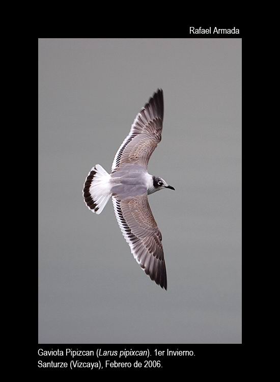 Franklins Gull - Larus pipixcan - Gaviota Pipizcan - Gavina de Franklin