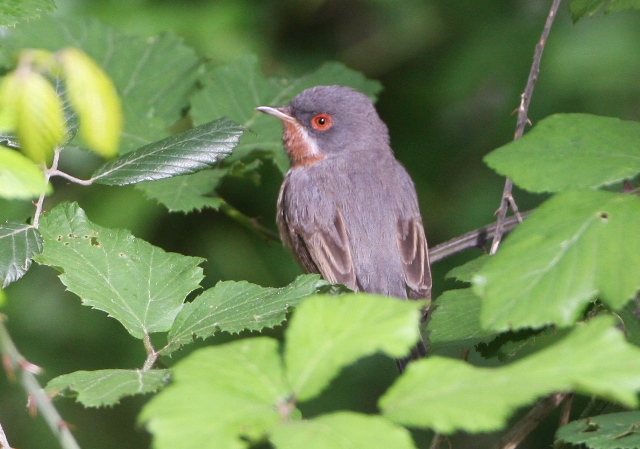 Supalpine warbler - Sylvia cantillans - Curruca carrasquea - Tallarol de garriga