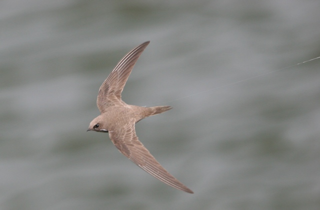 Alpine swift - Apus melva - Vencejo Real - Ballester