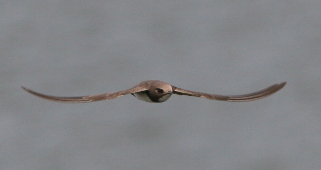 Alpine swift - Apus melva - Vencejo Real - Ballester