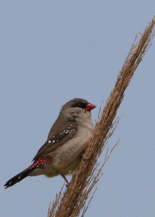 Avadavat - Amandava amandava - Bengal Rojo