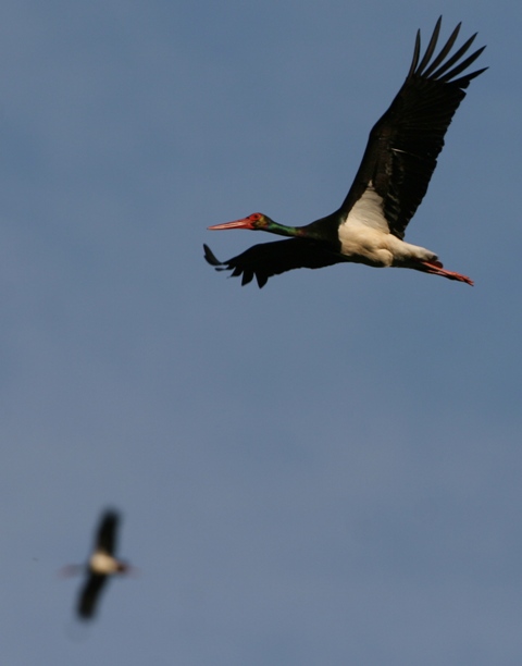 Black Stork - Ciconia nigra - Cigea negra - Cigonya negra - Cigogne noire