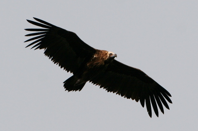 Black Vulture - Aegypius monachus - Buitre negro - Voltor Negre