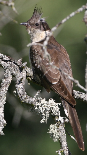 Great spotted cuckoo - Clamator glandarius - Cralo - Cucut reial