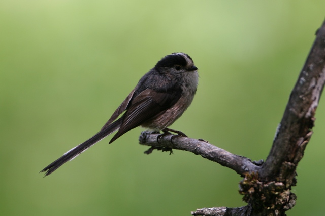 Lond-tail Tit - Aegithalos caudatus - Mito - Mallarenga cuallarga