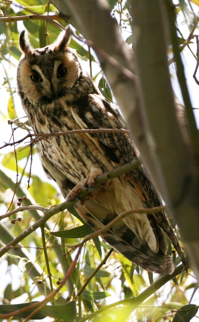 Long-eared Owl - Asio otus - Buho chico - Mussol banyut