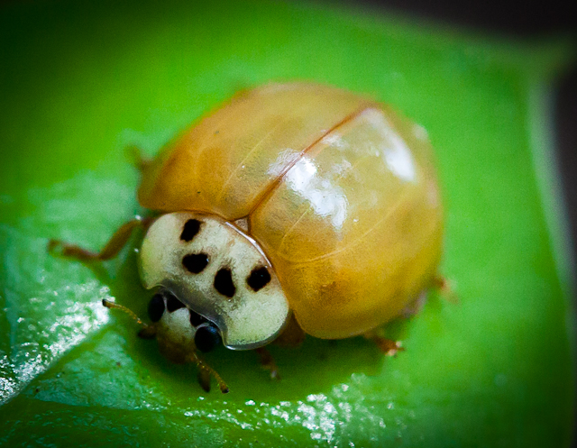 Thats no lady, thats my bug