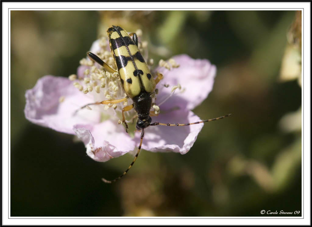 Strangalia maculata -  feeding from bramble flower.