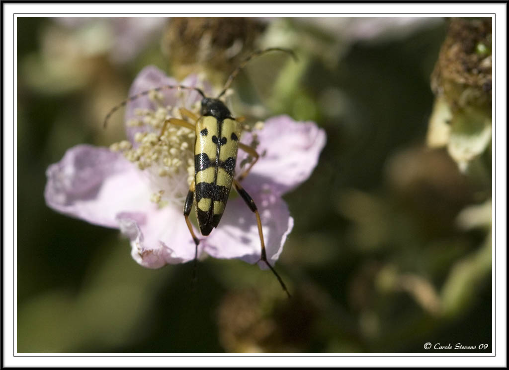 Strangalia maculata - back view.