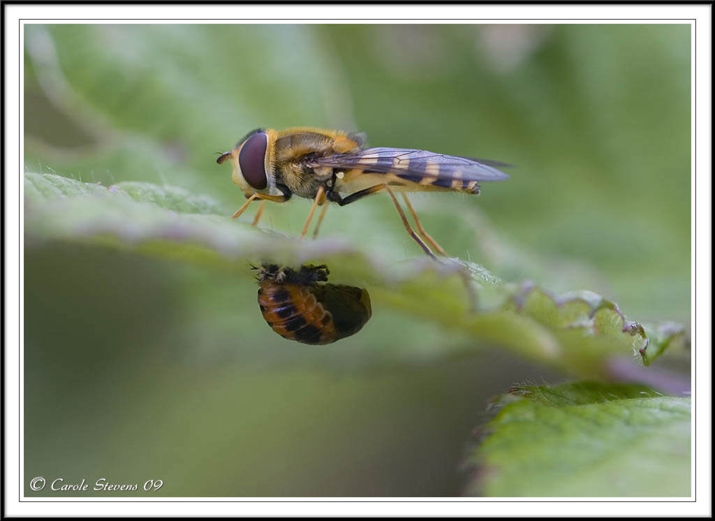 Hoverfly and the ladybird pupae!