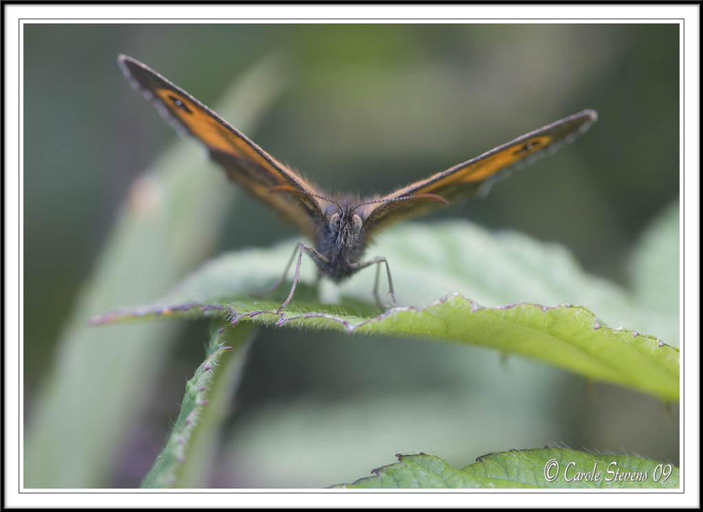 Gatekeeper- Pyronia tithonus.