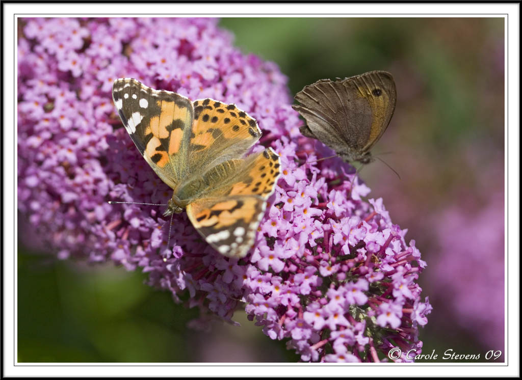 Painted lady and Medow brown back to back.