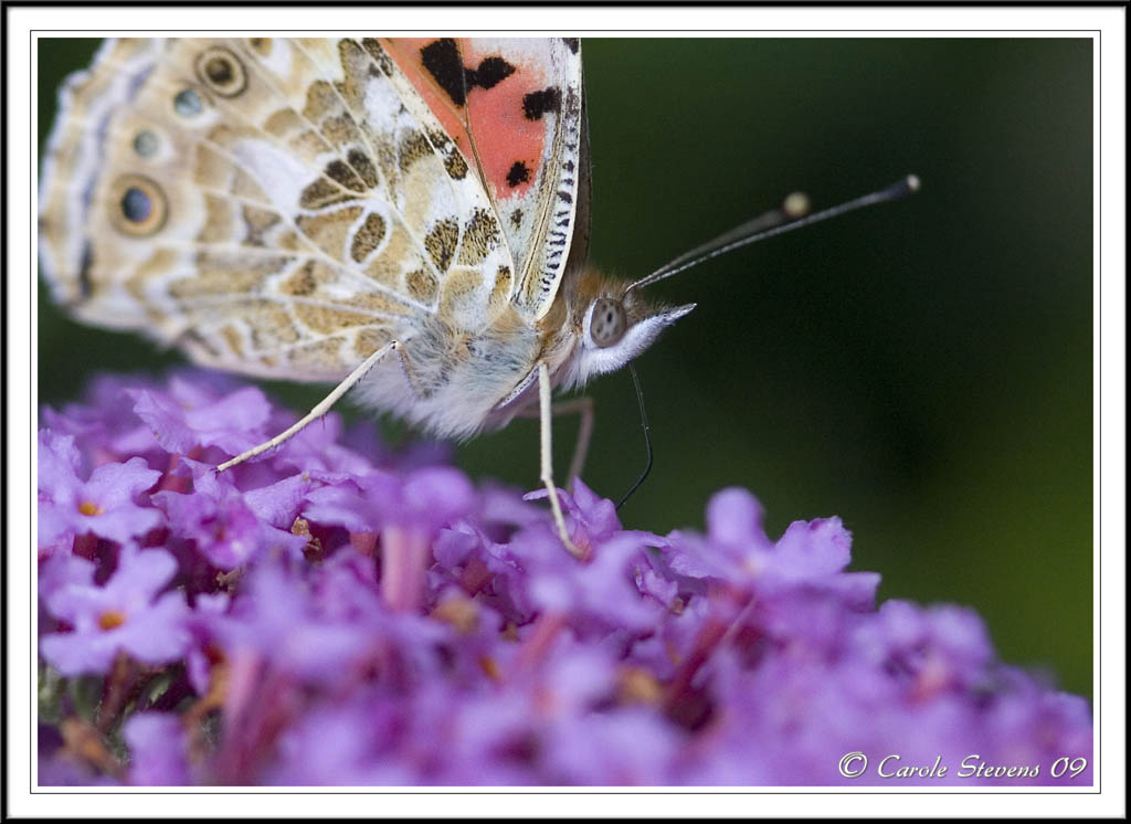 Painted lady close-up!